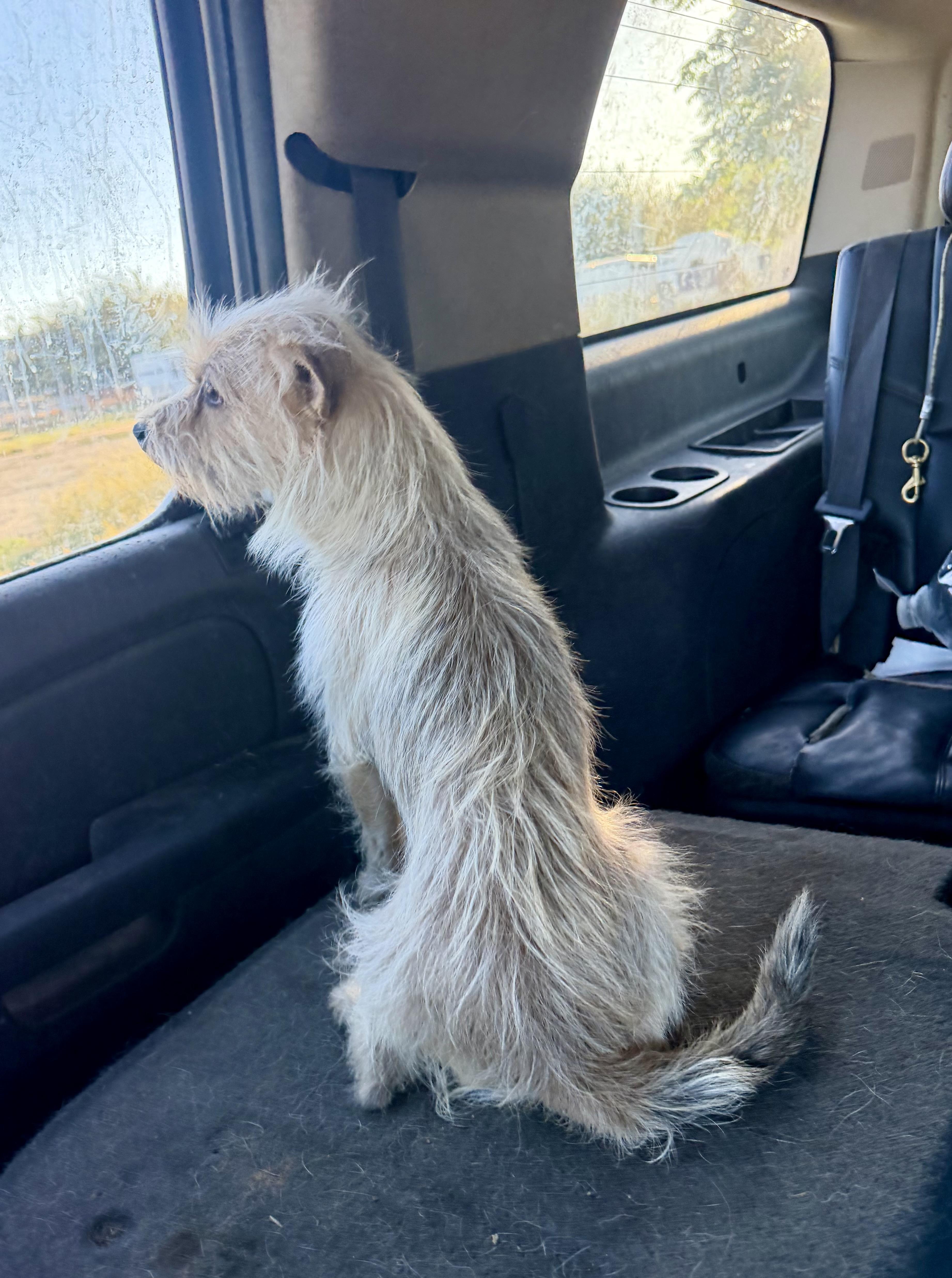 Enlarge Reggie, a ADOPTABLE Cairn Terrier in Concord, CA image 2/6