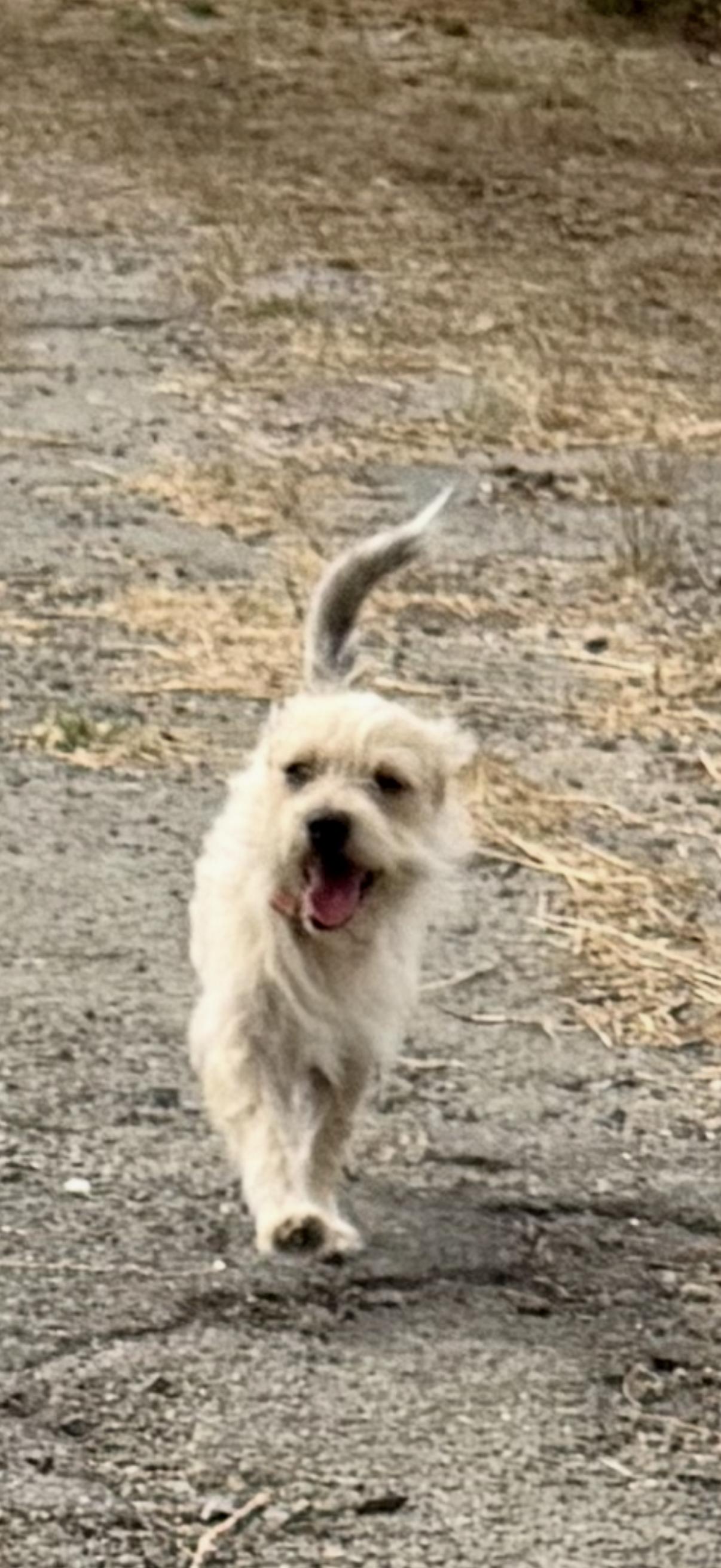 Enlarge Reggie, a ADOPTABLE Cairn Terrier in Concord, CA image 4/6