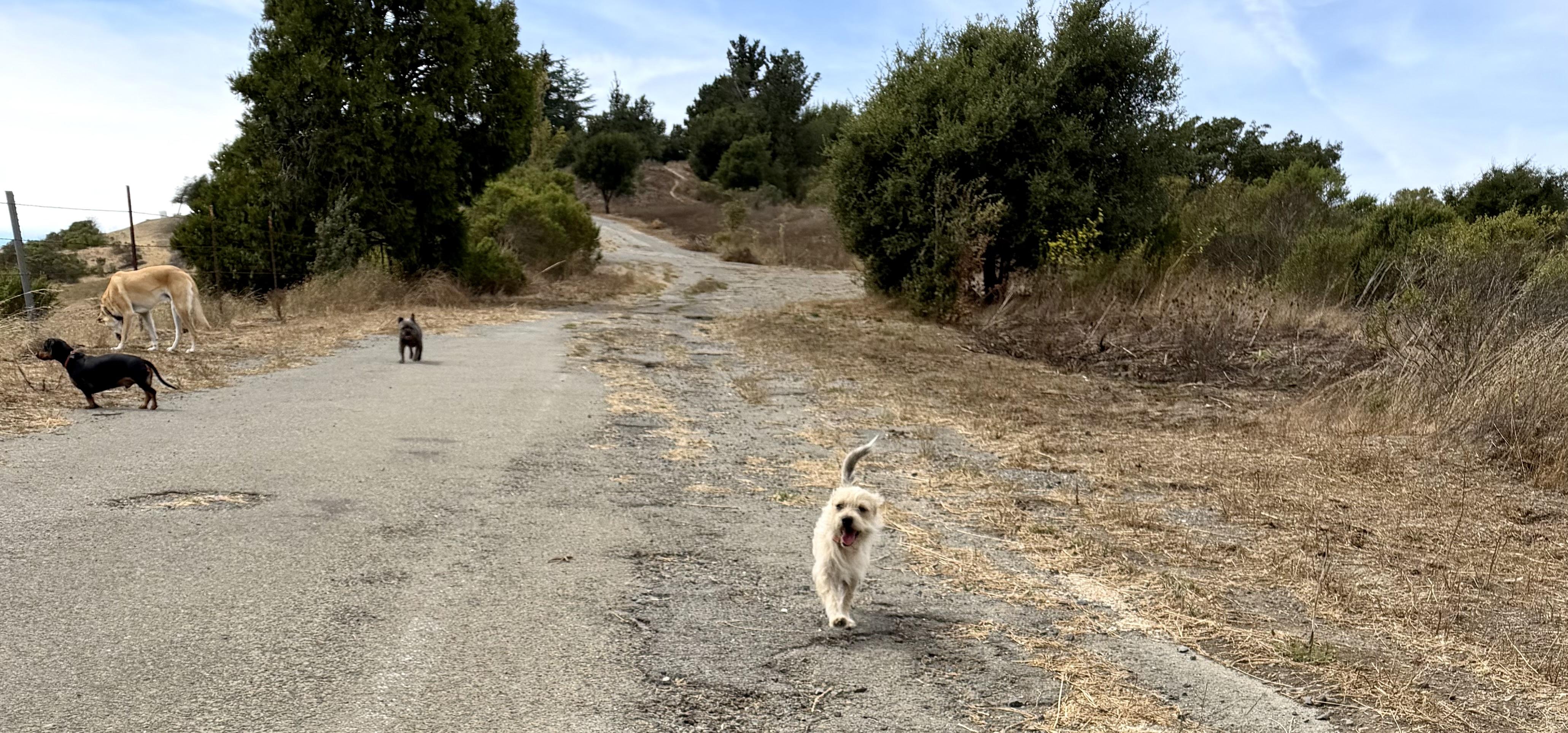 Enlarge Reggie, a ADOPTABLE Cairn Terrier in Concord, CA image 5/6