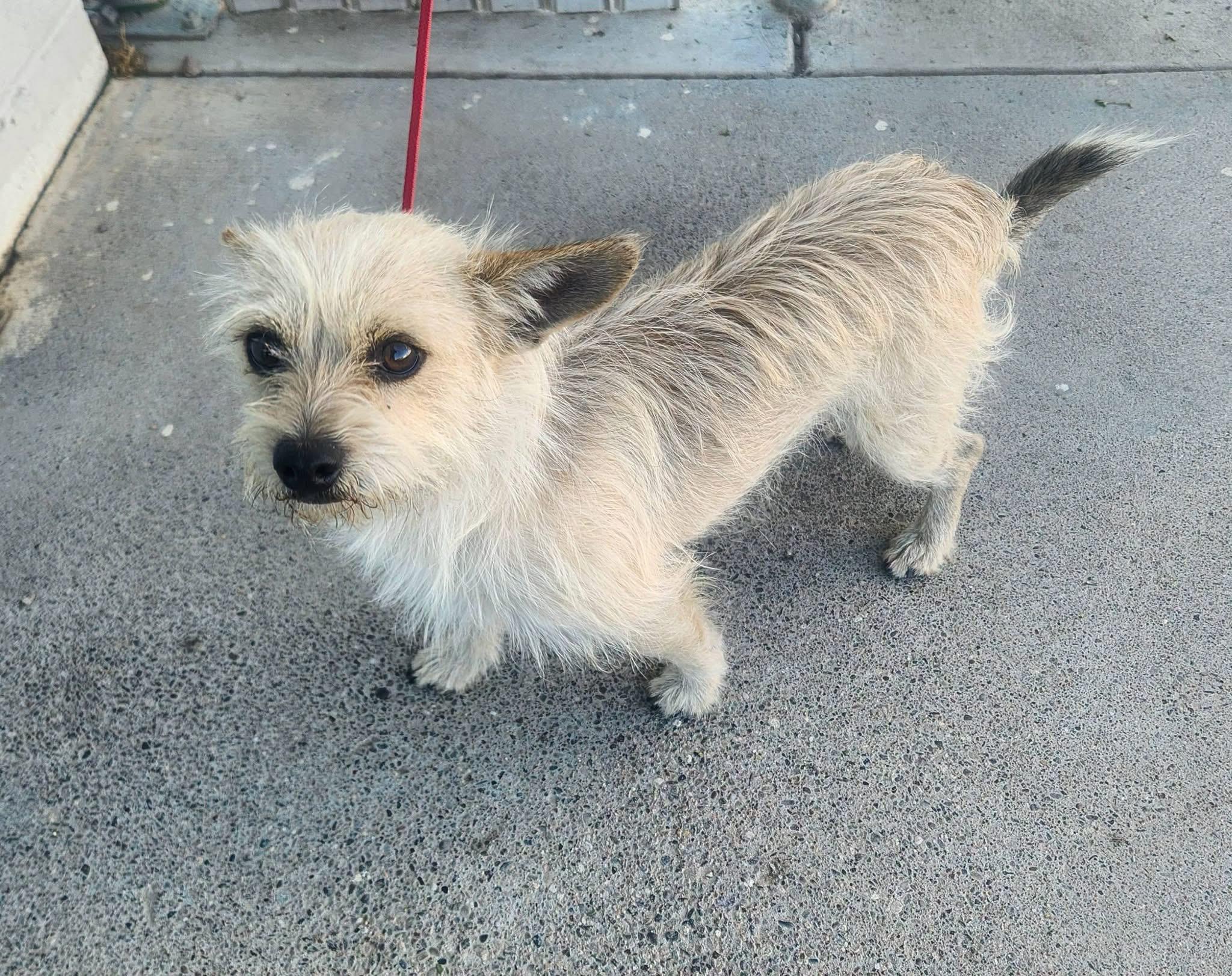 Enlarge Reggie, a ADOPTABLE Cairn Terrier in Concord, CA image 3/6