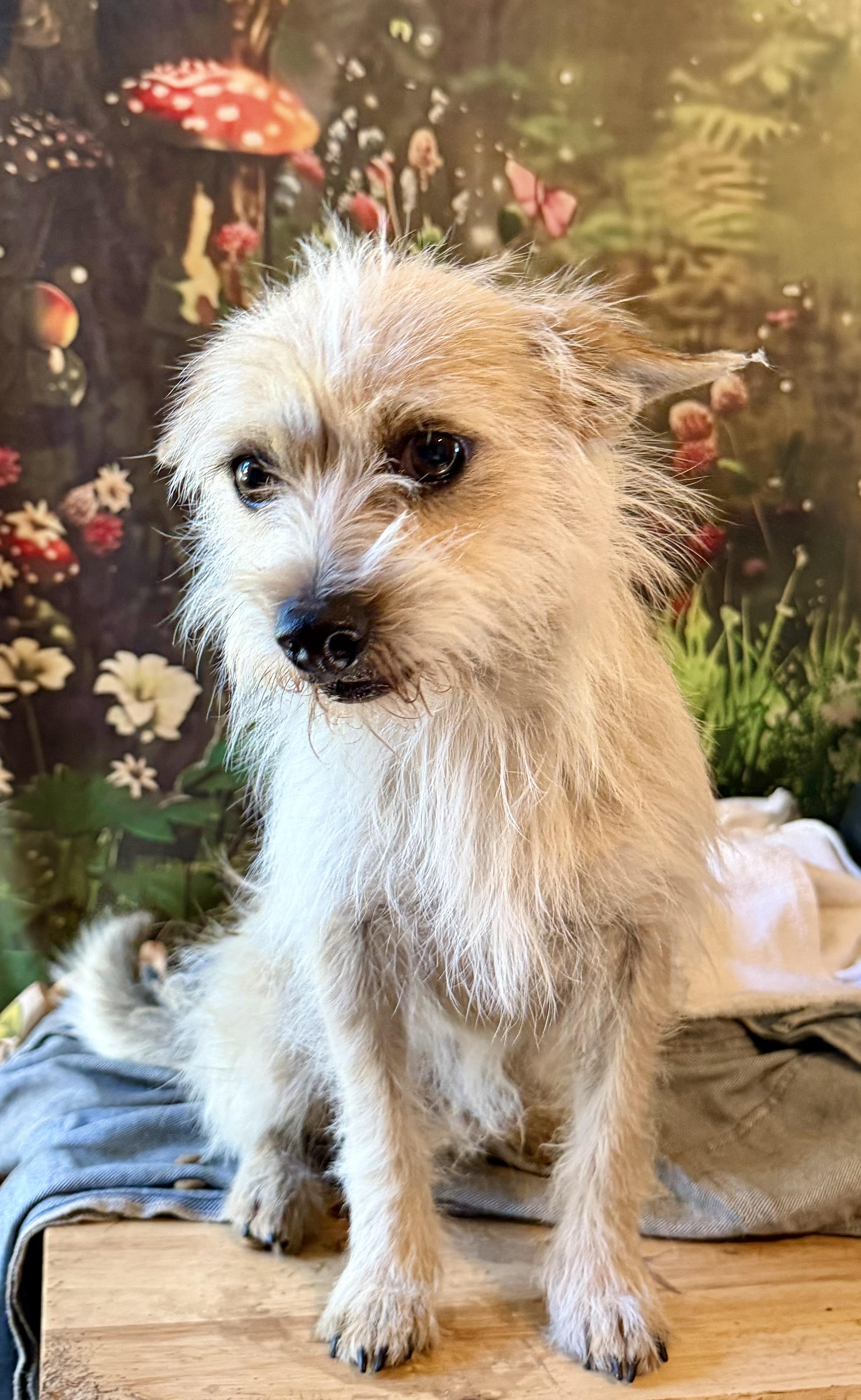 Enlarge Reggie, a ADOPTABLE Cairn Terrier in Concord, CA image 1/6