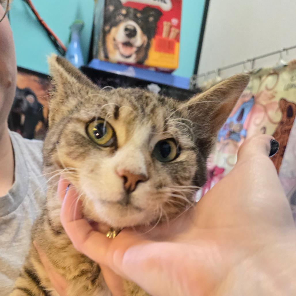 Crouton, an adoptable Domestic Short Hair in Graham, TX, 76450 | Photo Image 2
