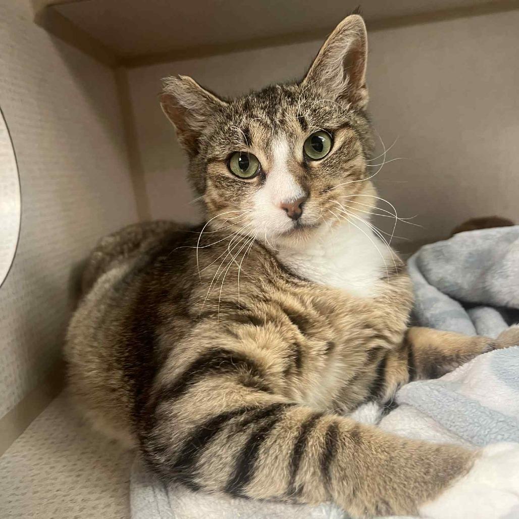 Crouton, an adoptable Domestic Short Hair in Graham, TX, 76450 | Photo Image 1