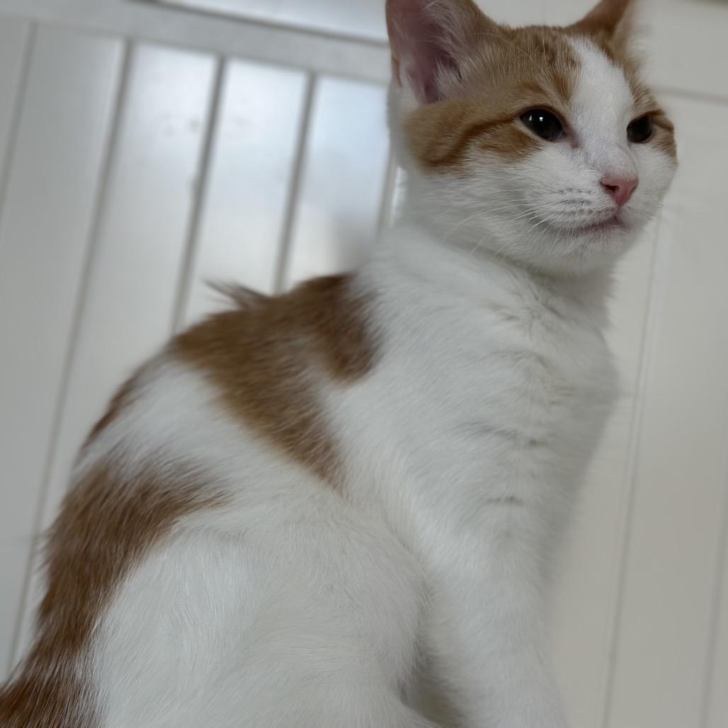 Asiago, Adoptable, Young Female Domestic Short Hair.