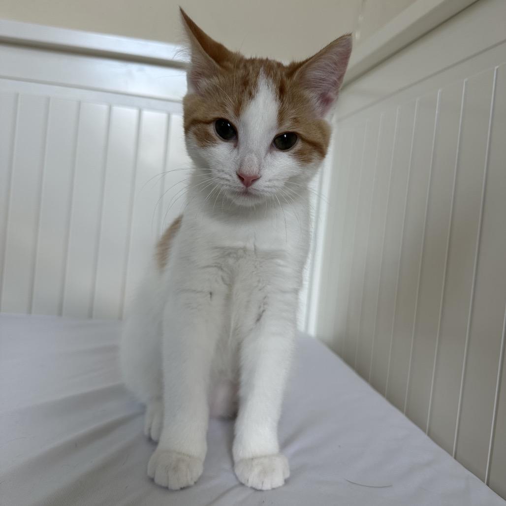 Enlarge Asiago, a Adoptable Domestic Short Hair in Silver Spring, MD image 2/4