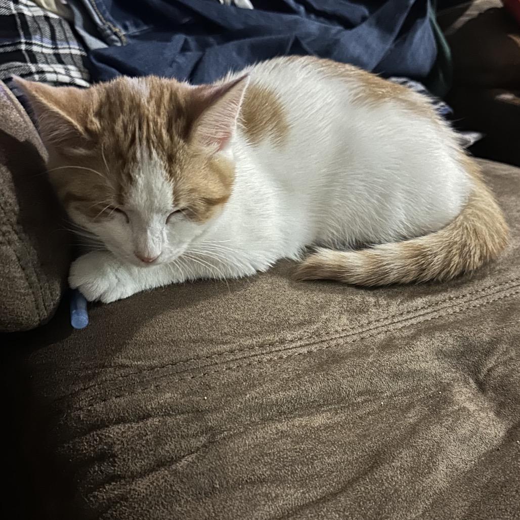 Enlarge Asiago, a Adoptable Domestic Short Hair in Silver Spring, MD image 3/4