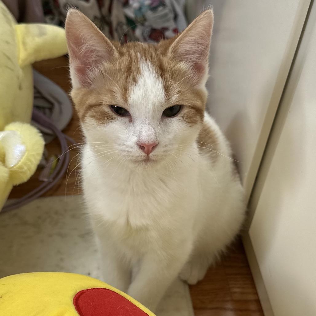 Enlarge Asiago, a Adoptable Domestic Short Hair in Silver Spring, MD image 4/4