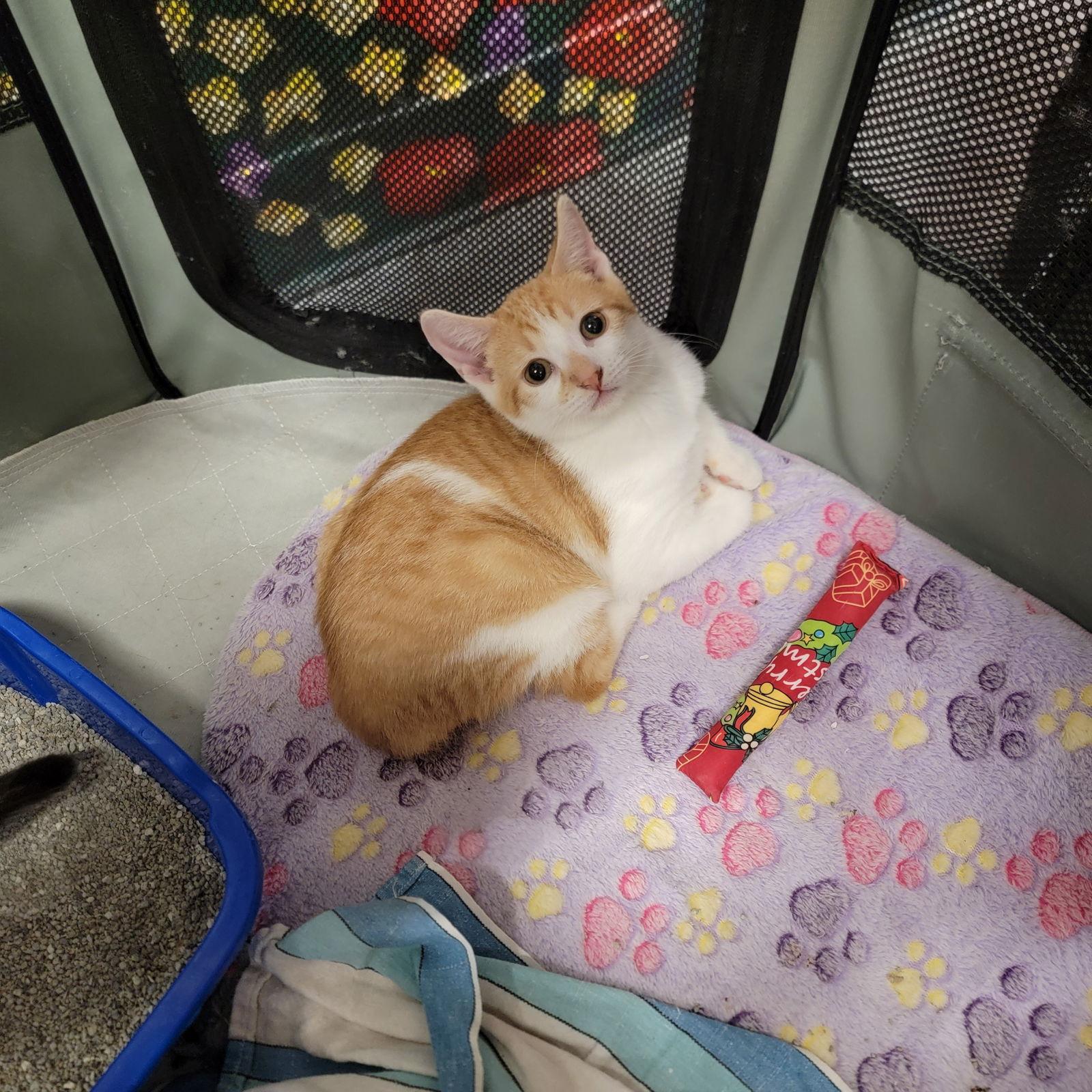 Hunter, Adoptable, Young Male Domestic Short Hair.