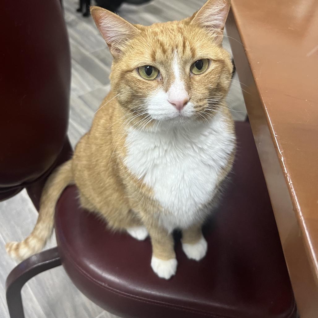 Enlarge Baby Spice, a Adoptable Domestic Short Hair in Lexington, KY image 1/3