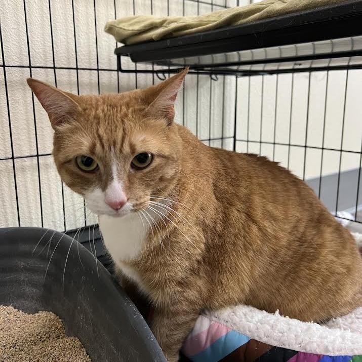 Enlarge Baby Spice, a Adoptable Domestic Short Hair in Lexington, KY image 2/3