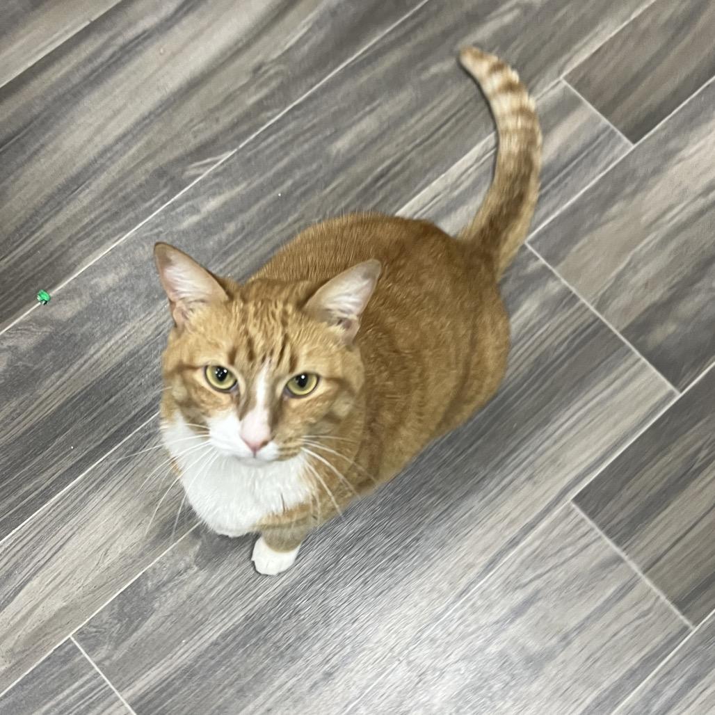 Enlarge Baby Spice, a Adoptable Domestic Short Hair in Lexington, KY image 3/3