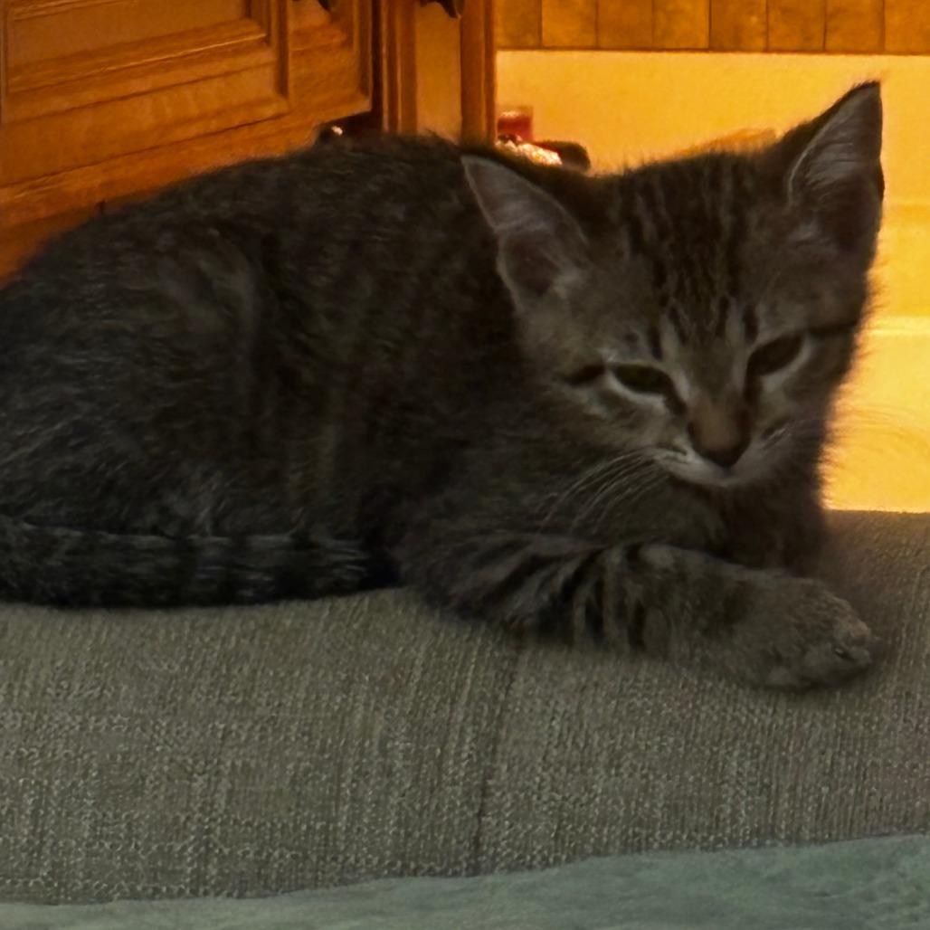Ava, Adoptable, Kitten Female Domestic Short Hair.