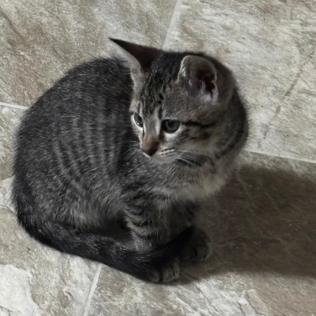 Enlarge Ava, a Adoptable Domestic Short Hair in Columbus, GA image 2/2