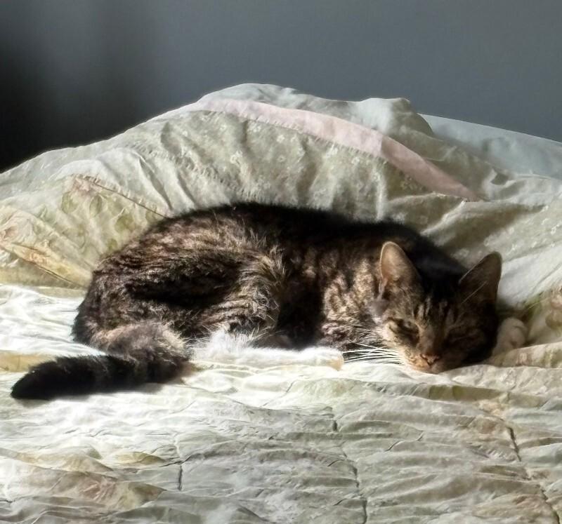 Mittens, Adoptable, Senior Male Domestic Medium Hair.