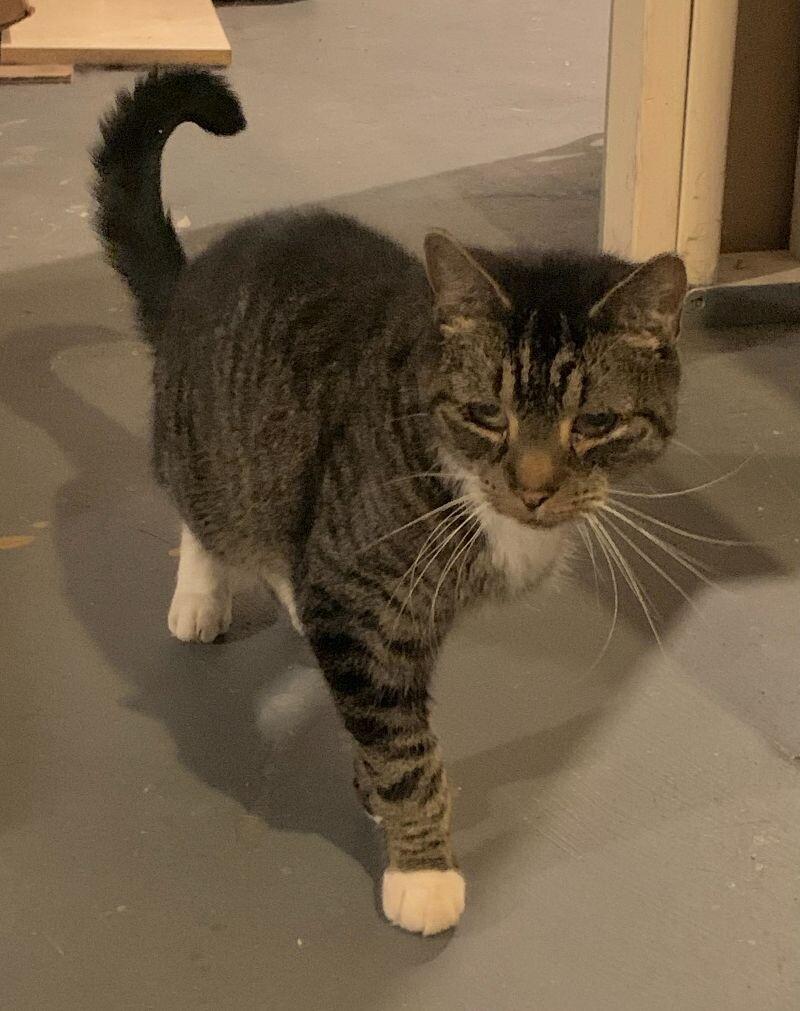 Mittens, Adoptable, Senior Male Domestic Medium Hair.