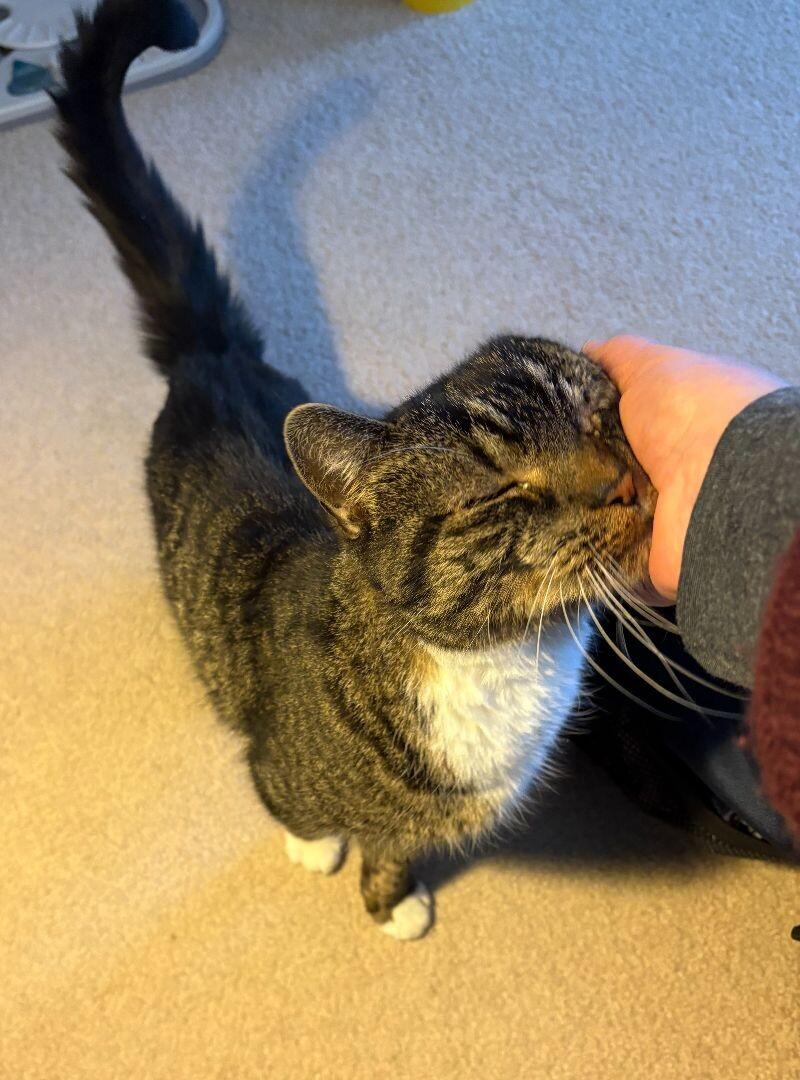 Mittens, a Adoptable Domestic Medium Hair in Colmar, PA image 3/4