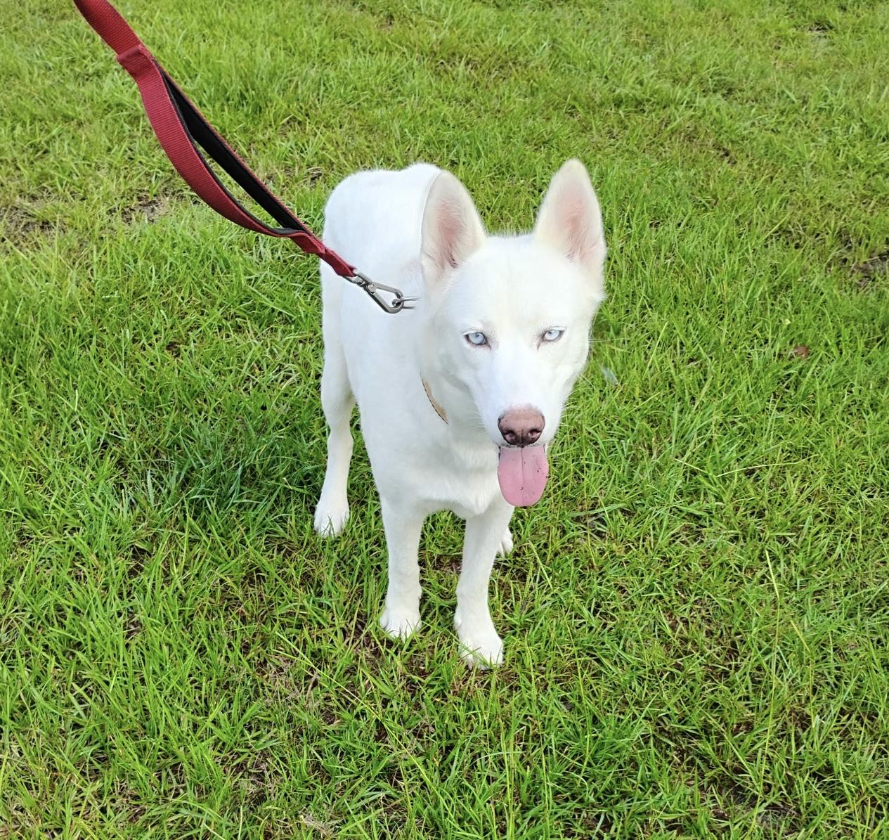 Enlarge King (Courtesy Post), an adopted Husky in Statesboro, GA image 2/2
