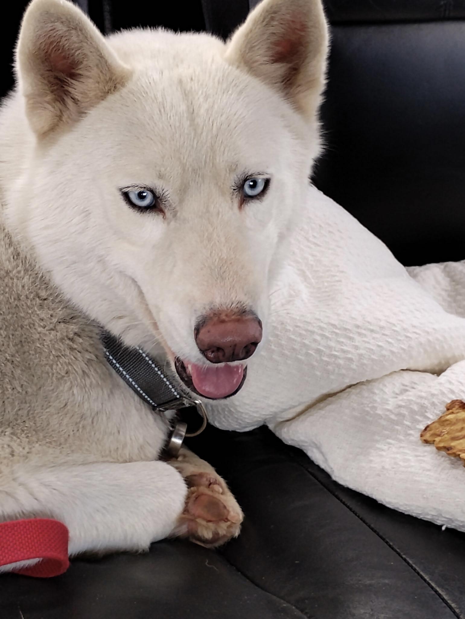 Enlarge King (Courtesy Post), an adopted Husky in Statesboro, GA image 1/2