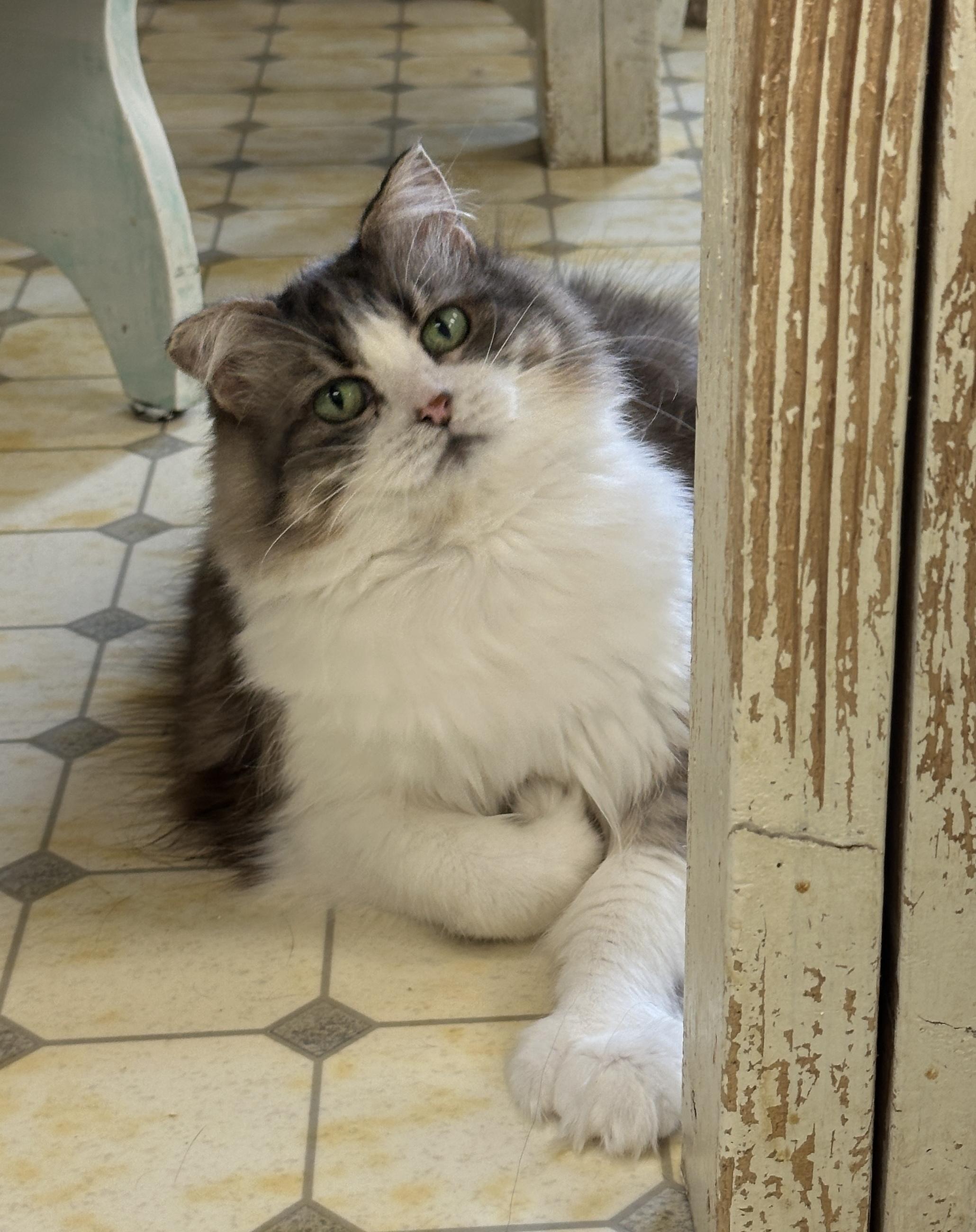Lucia-Shy, Adoptable, Senior Female Domestic Medium Hair.