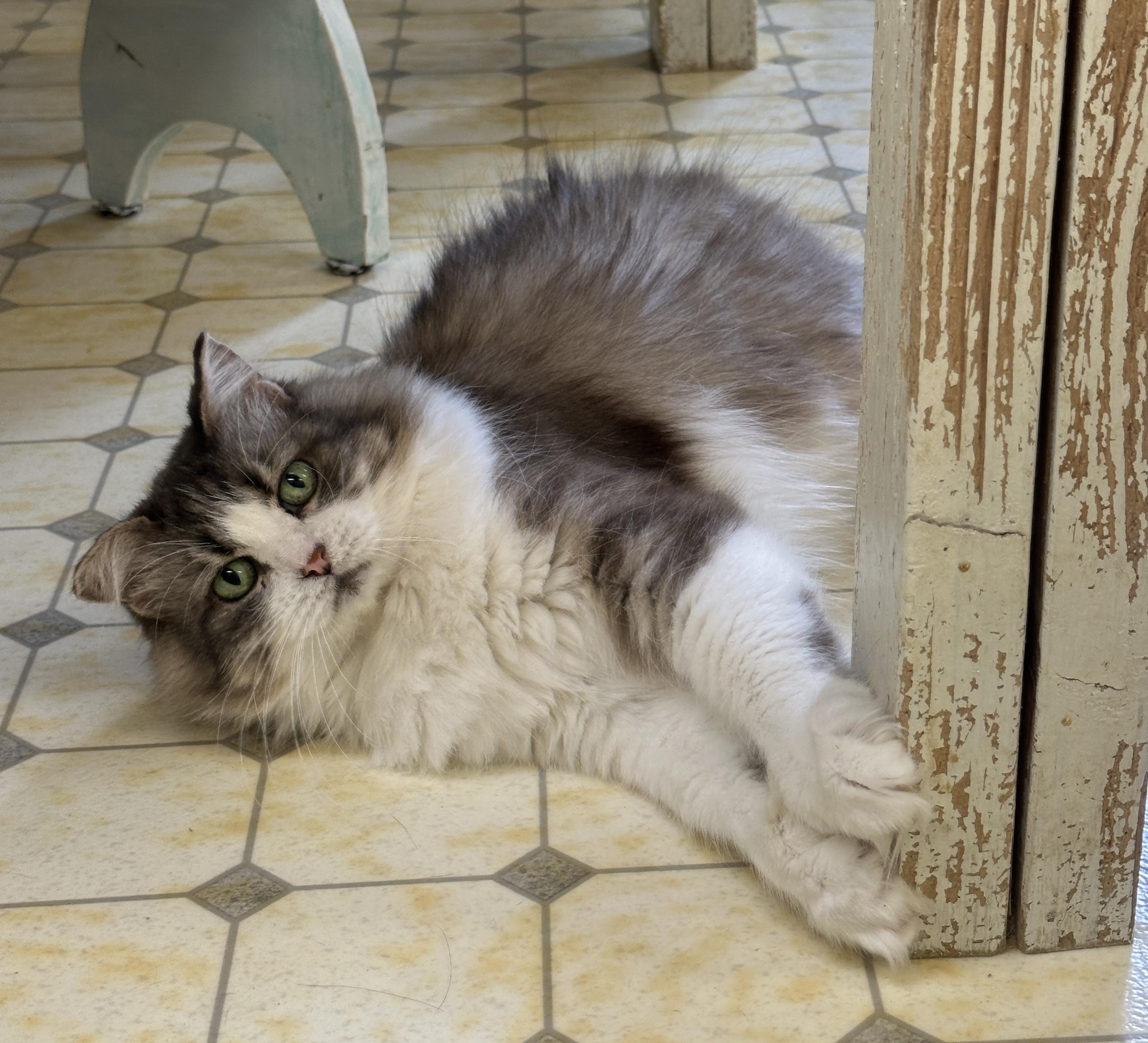 Lucia-Shy, an adoptable Domestic Medium Hair in Anchorage, AK, 99524 | Photo Image 3