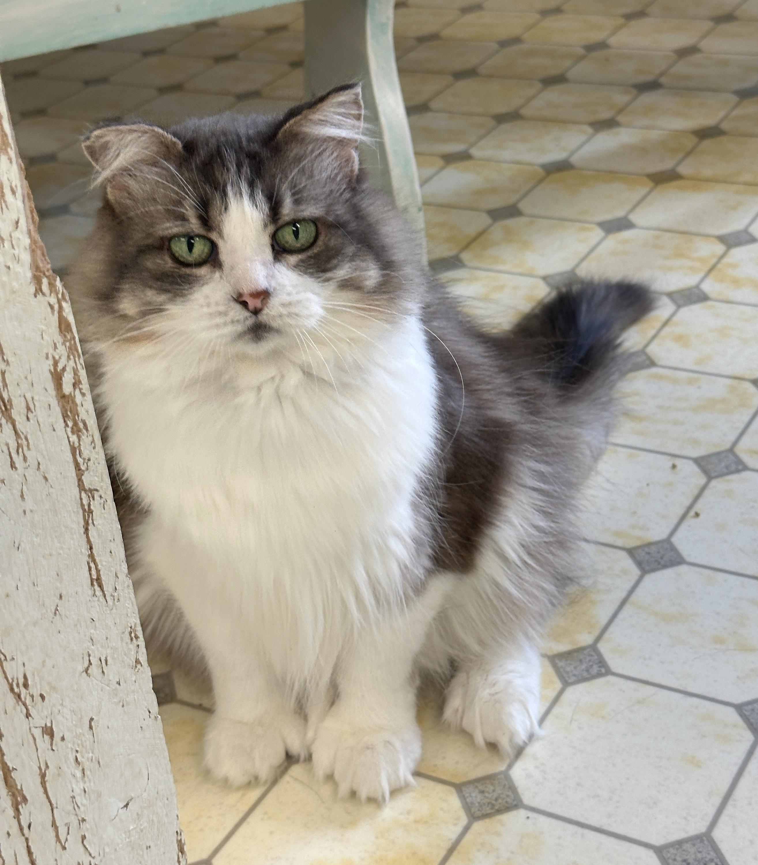 Lucia-Shy, an adoptable Domestic Medium Hair in Anchorage, AK, 99524 | Photo Image 5