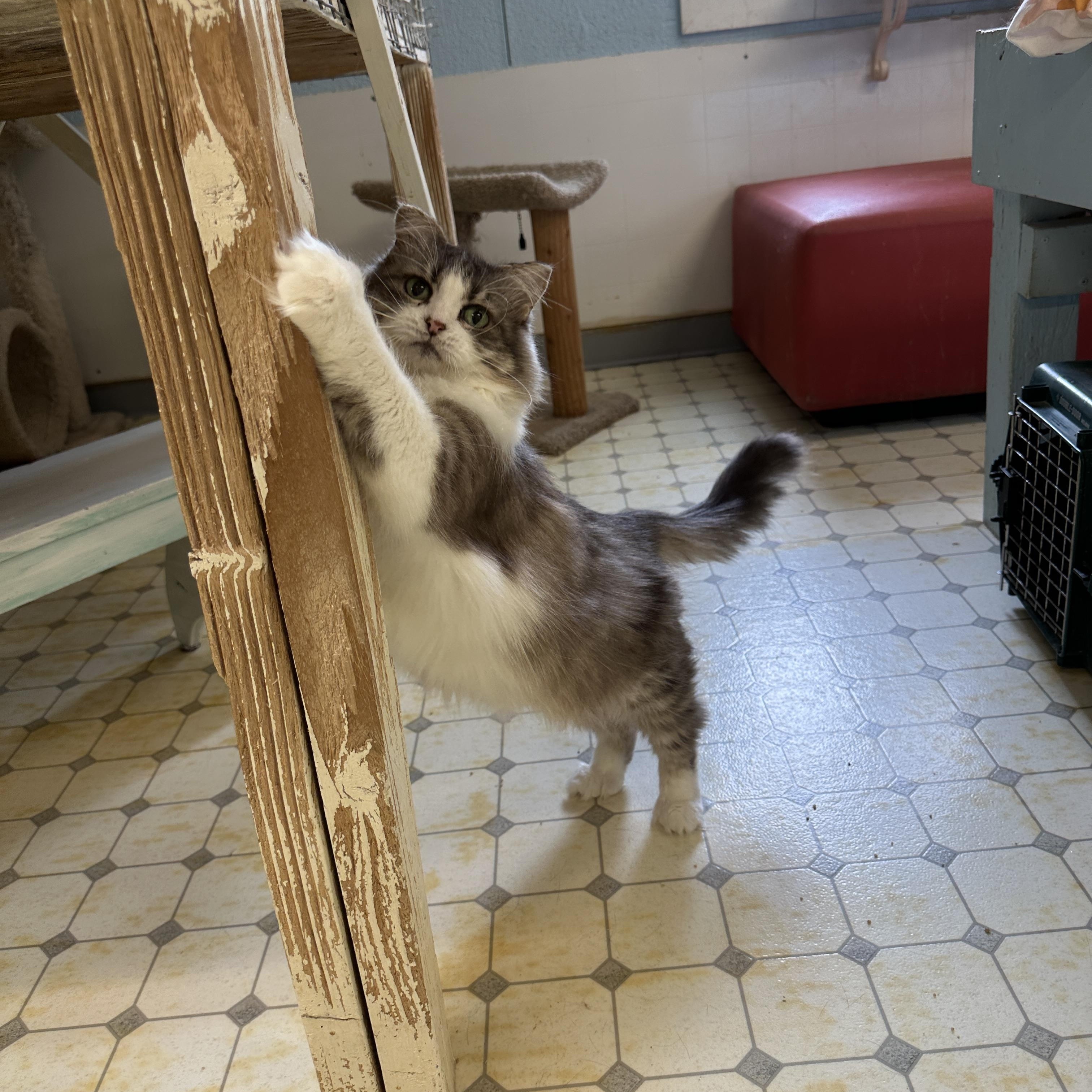 Lucia-Shy, an adoptable Domestic Medium Hair in Anchorage, AK, 99524 | Photo Image 6