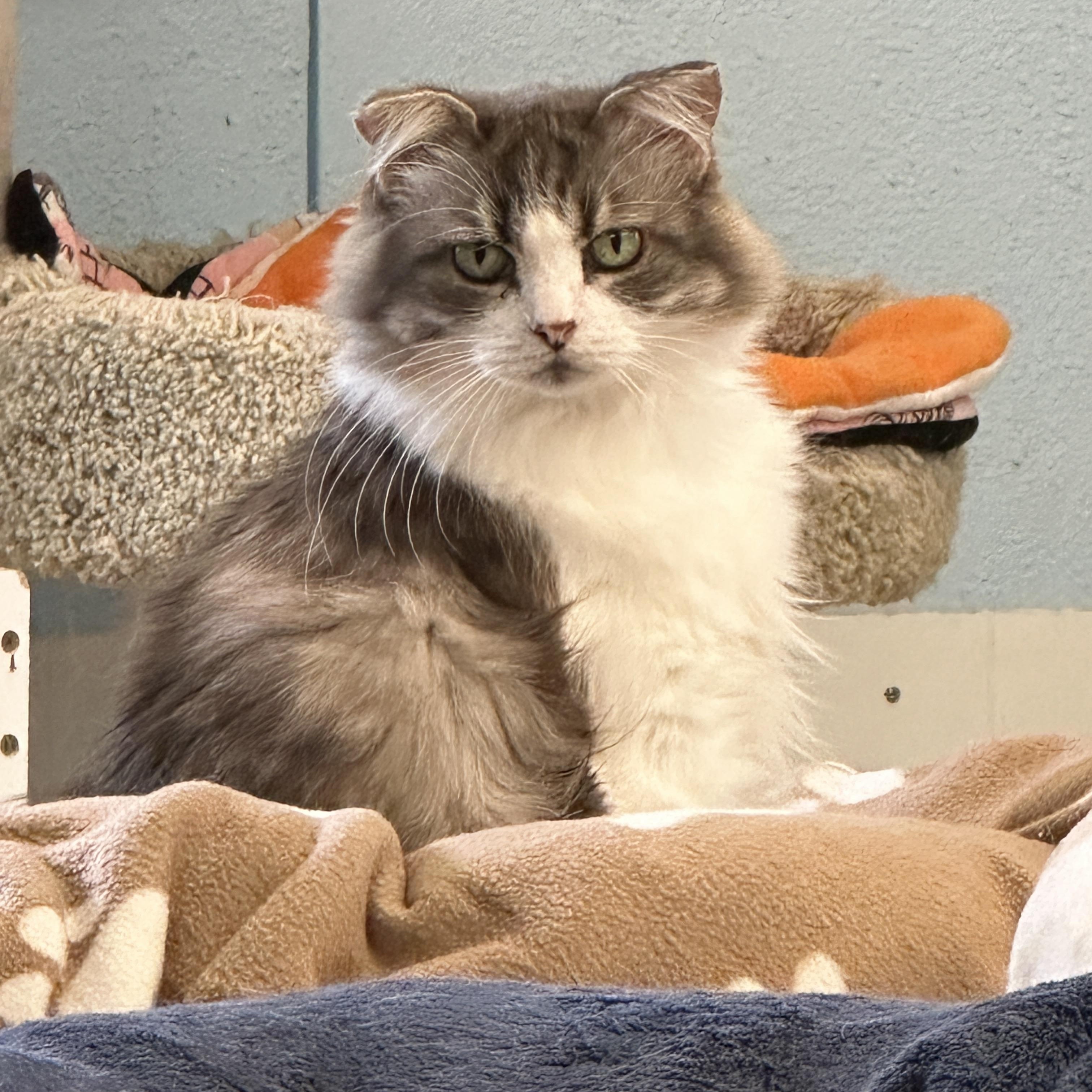 Lucia-Shy, an adoptable Domestic Medium Hair in Anchorage, AK, 99524 | Photo Image 2