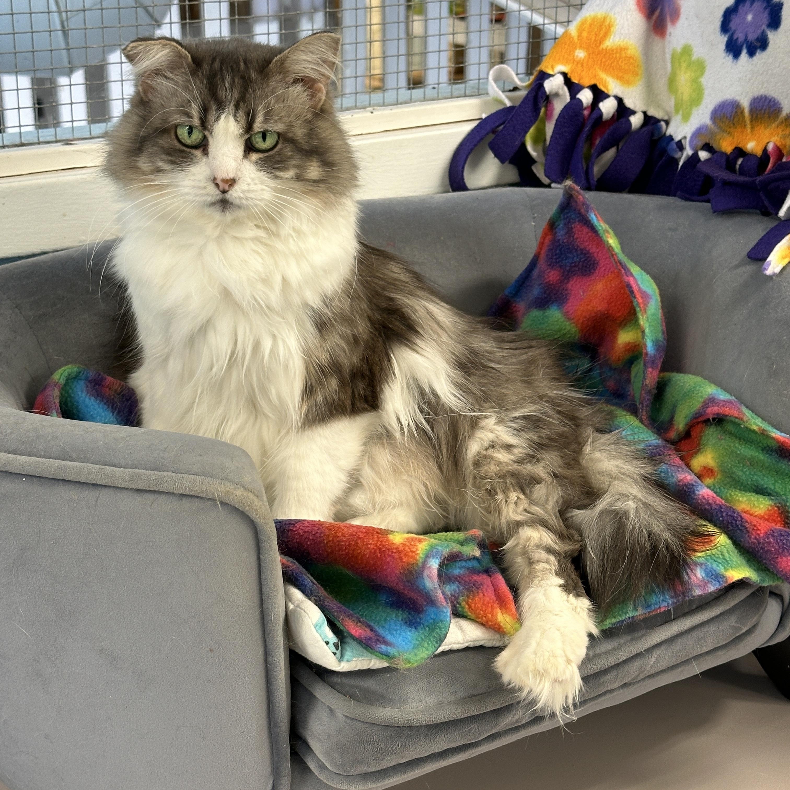 Lucia-Shy, an adoptable Domestic Medium Hair in Anchorage, AK, 99524 | Photo Image 4