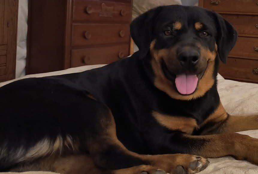 BRANDY, a ADOPTABLE Rottweiler in Chapel Hill, NC image 2/6