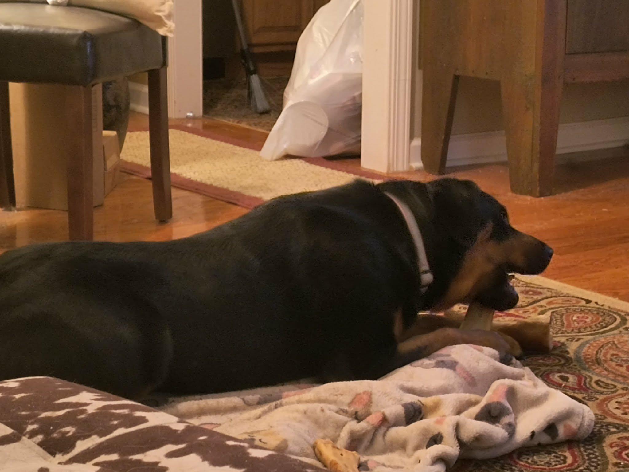 BRANDY, a ADOPTABLE Rottweiler in Chapel Hill, NC image 3/6