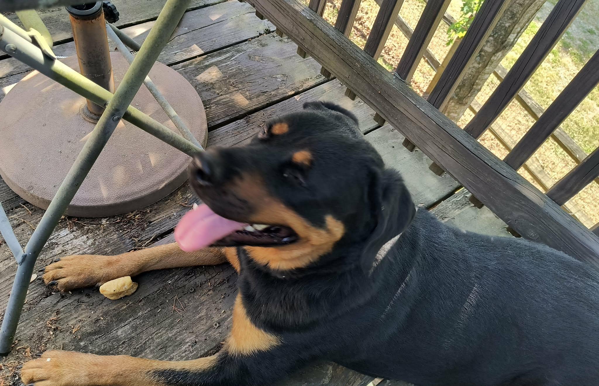 BRANDY, a ADOPTABLE Rottweiler in Chapel Hill, NC image 5/6