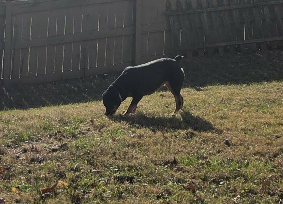 BRANDY, a ADOPTABLE Rottweiler in Chapel Hill, NC image 6/6