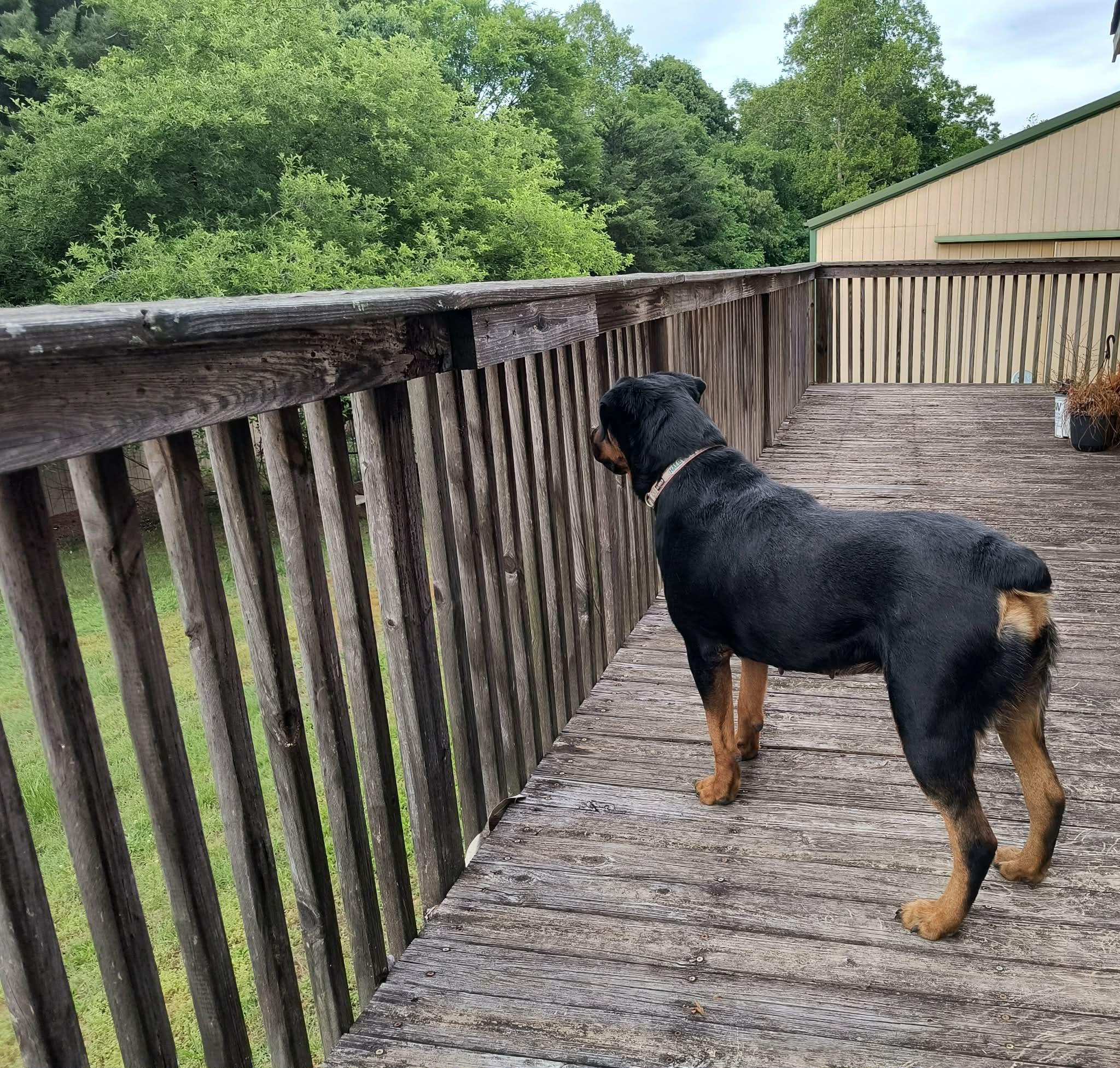 BRANDY, a ADOPTABLE Rottweiler in Chapel Hill, NC image 4/6
