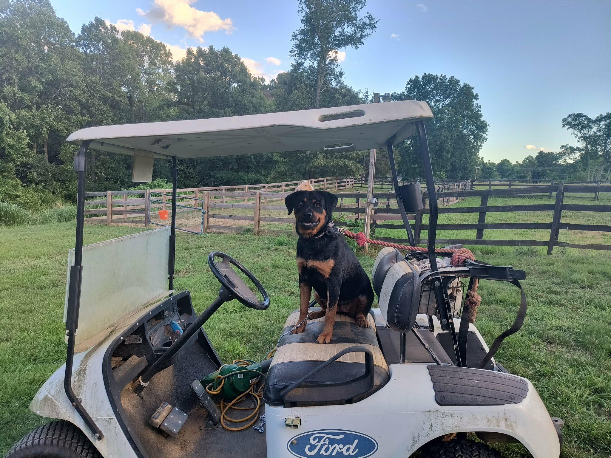 BRANDY, a ADOPTABLE Rottweiler in Chapel Hill, NC image 1/6