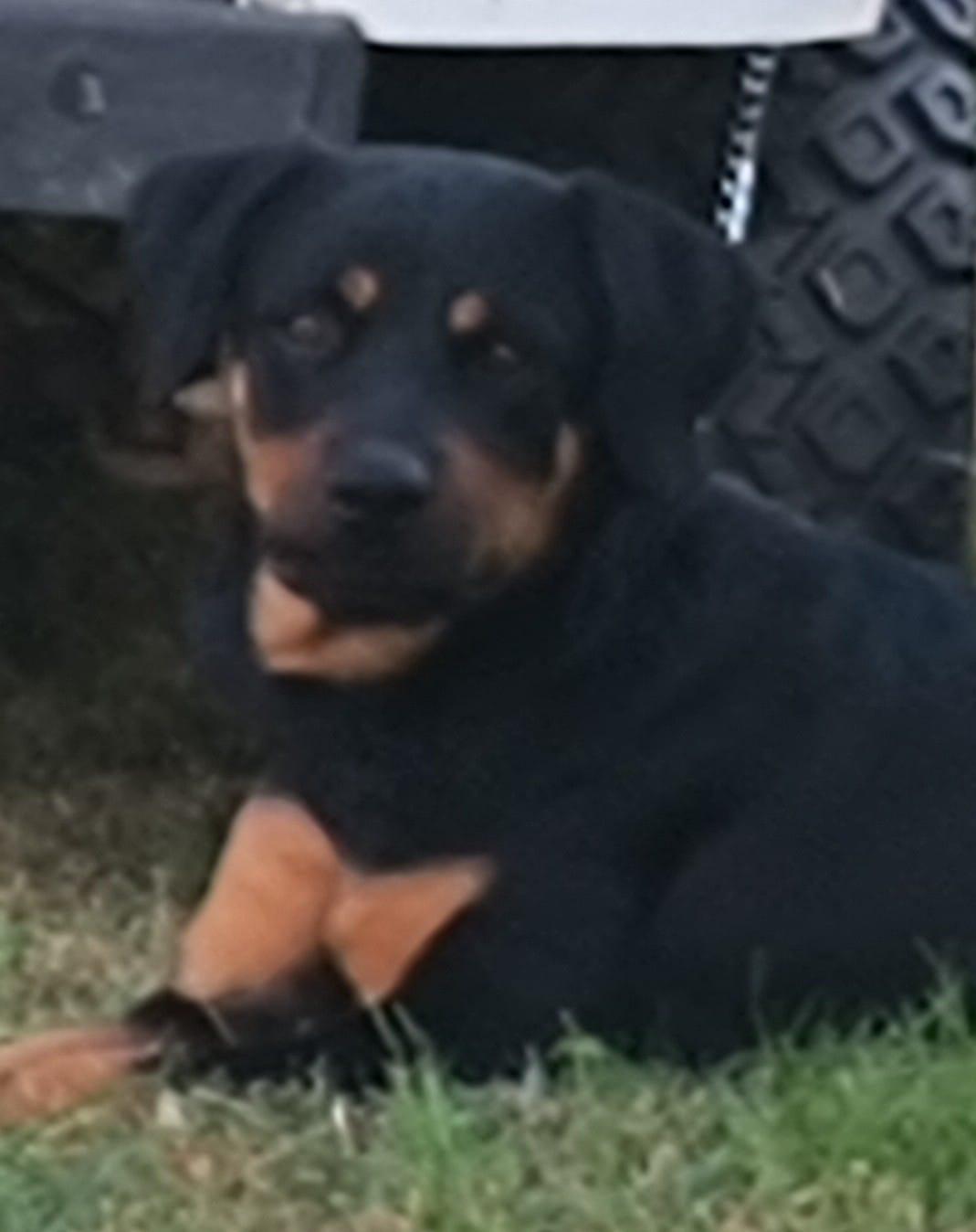 Enlarge BRANDY, a ADOPTABLE Rottweiler in Chapel Hill, NC image 6/6