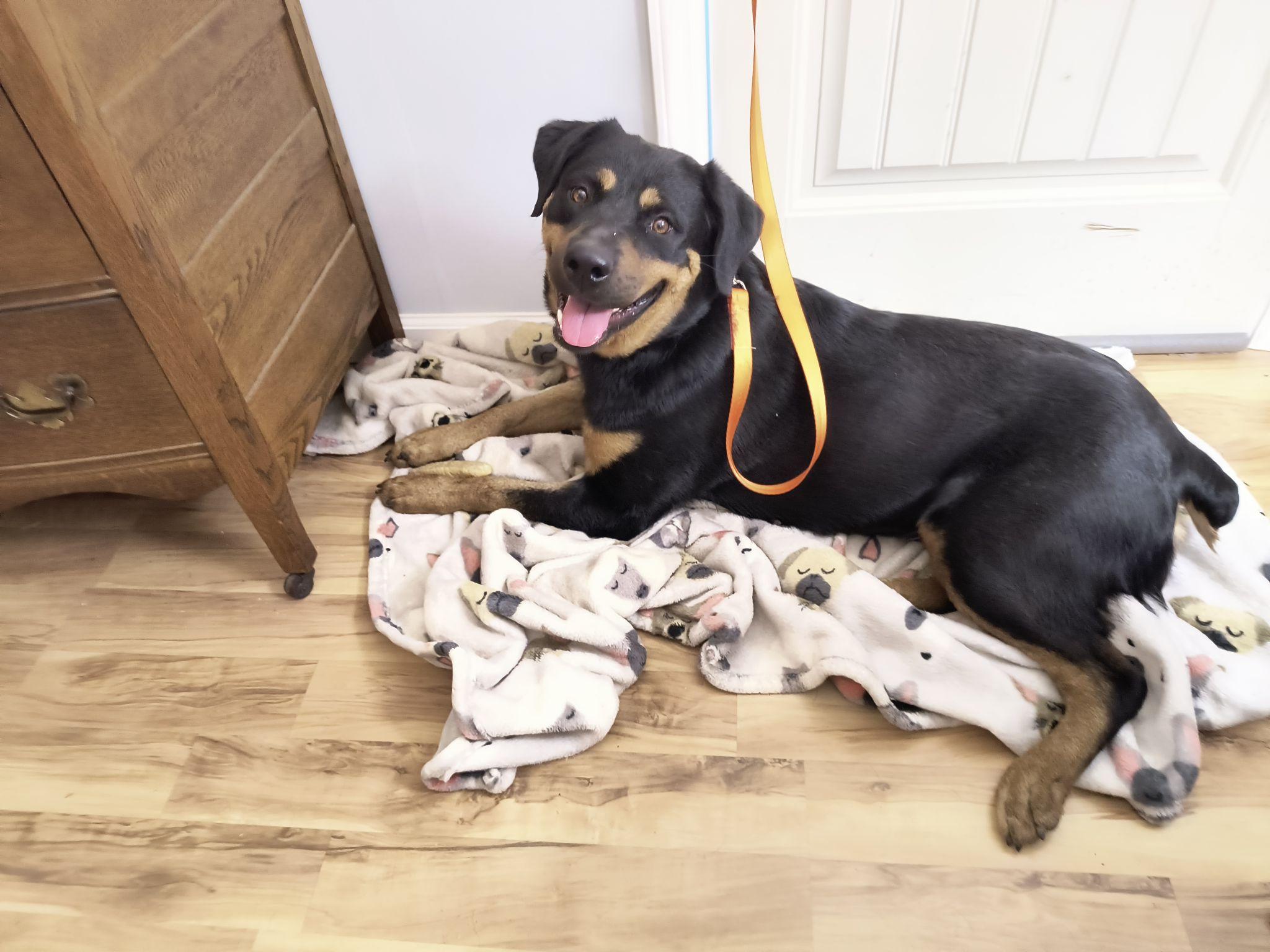 Enlarge BRANDY, a ADOPTABLE Rottweiler in Chapel Hill, NC image 1/6