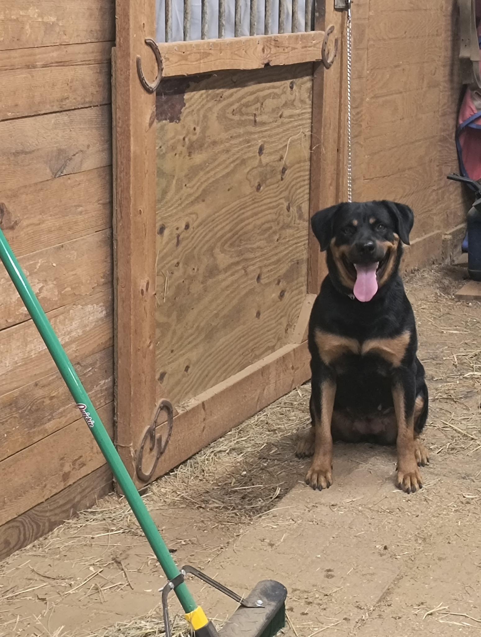 Enlarge BRANDY, a ADOPTABLE Rottweiler in Chapel Hill, NC image 5/6