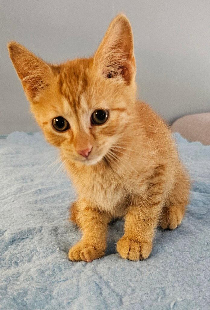 Enlarge Sailor, a Adoptable Domestic Short Hair in Lovingston, VA image 1/3