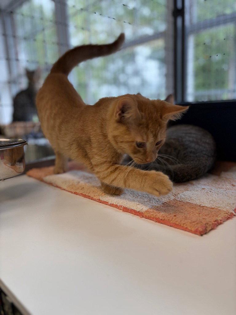 Enlarge Sailor, a Adoptable Domestic Short Hair in Lovingston, VA image 2/3