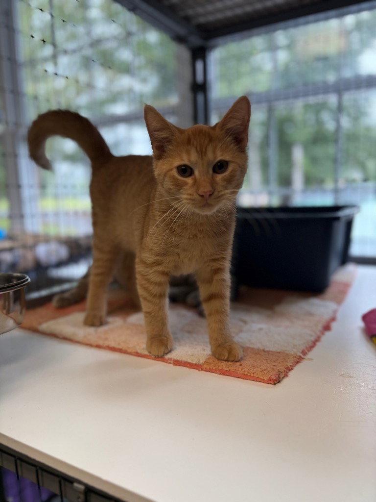 Enlarge Sailor, a Adoptable Domestic Short Hair in Lovingston, VA image 3/3