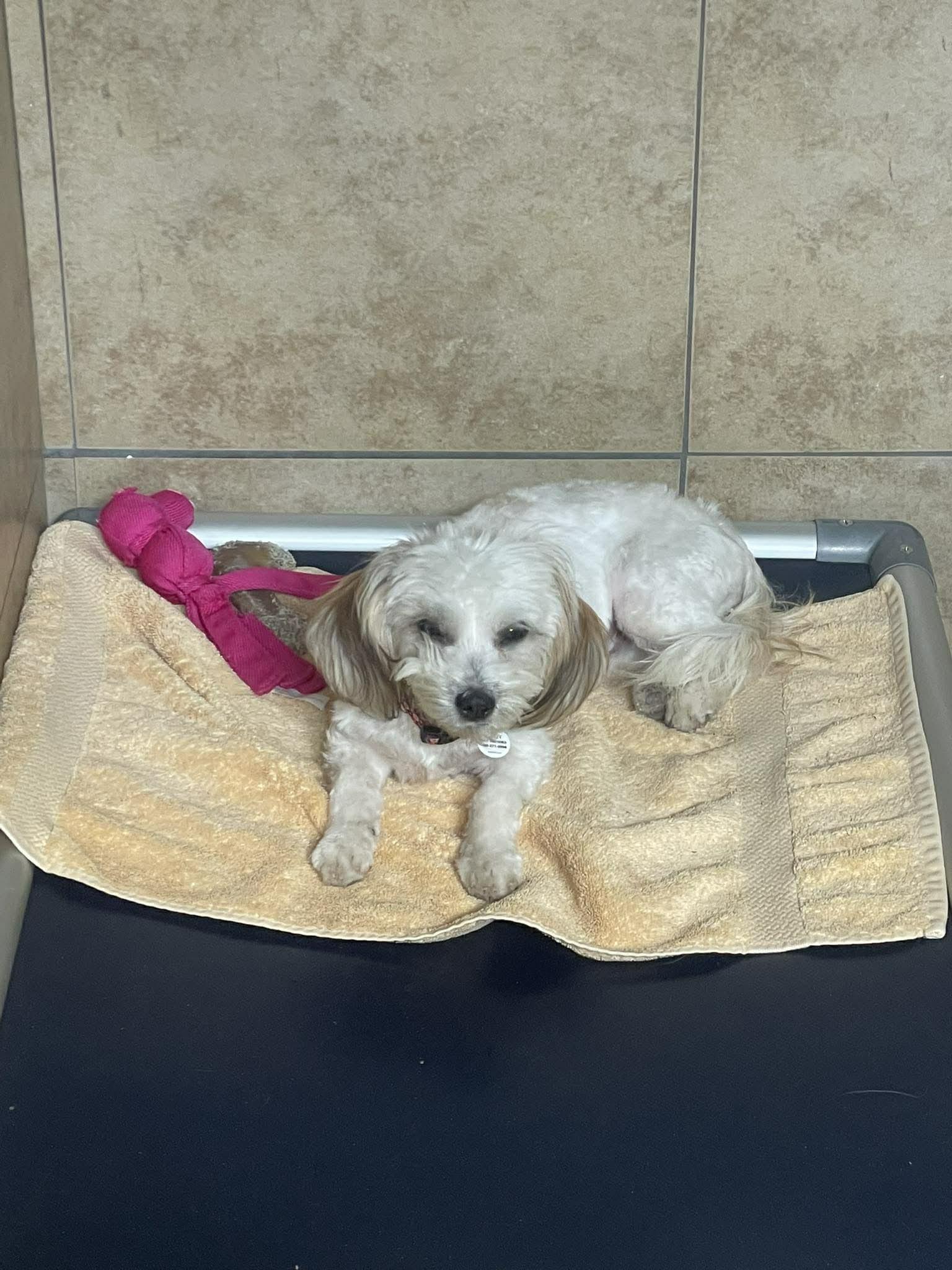 Riesling, adopted, Young Female Bichon Frise.