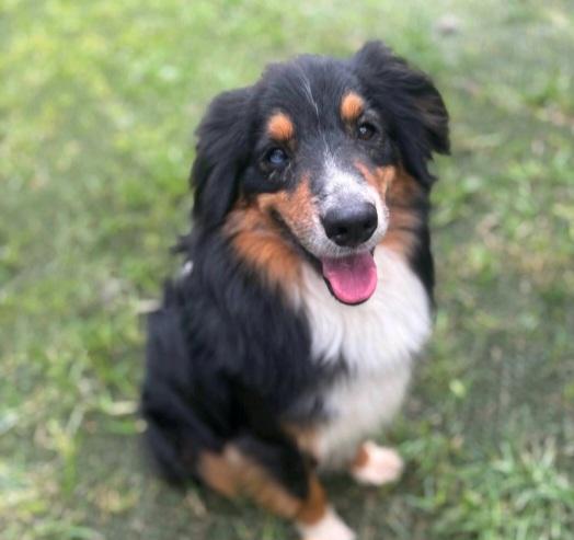 T-Jax, a Adoptable Australian Shepherd in Billings, MT image 2/3