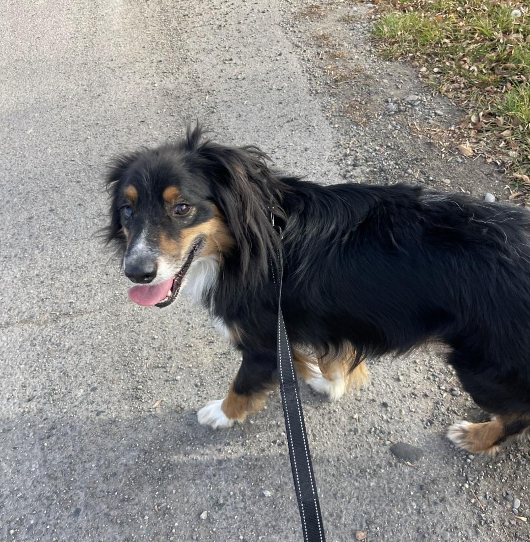 T-Jax, an adoptable Australian Shepherd in Billings, MT, 59101 | Photo Image 1