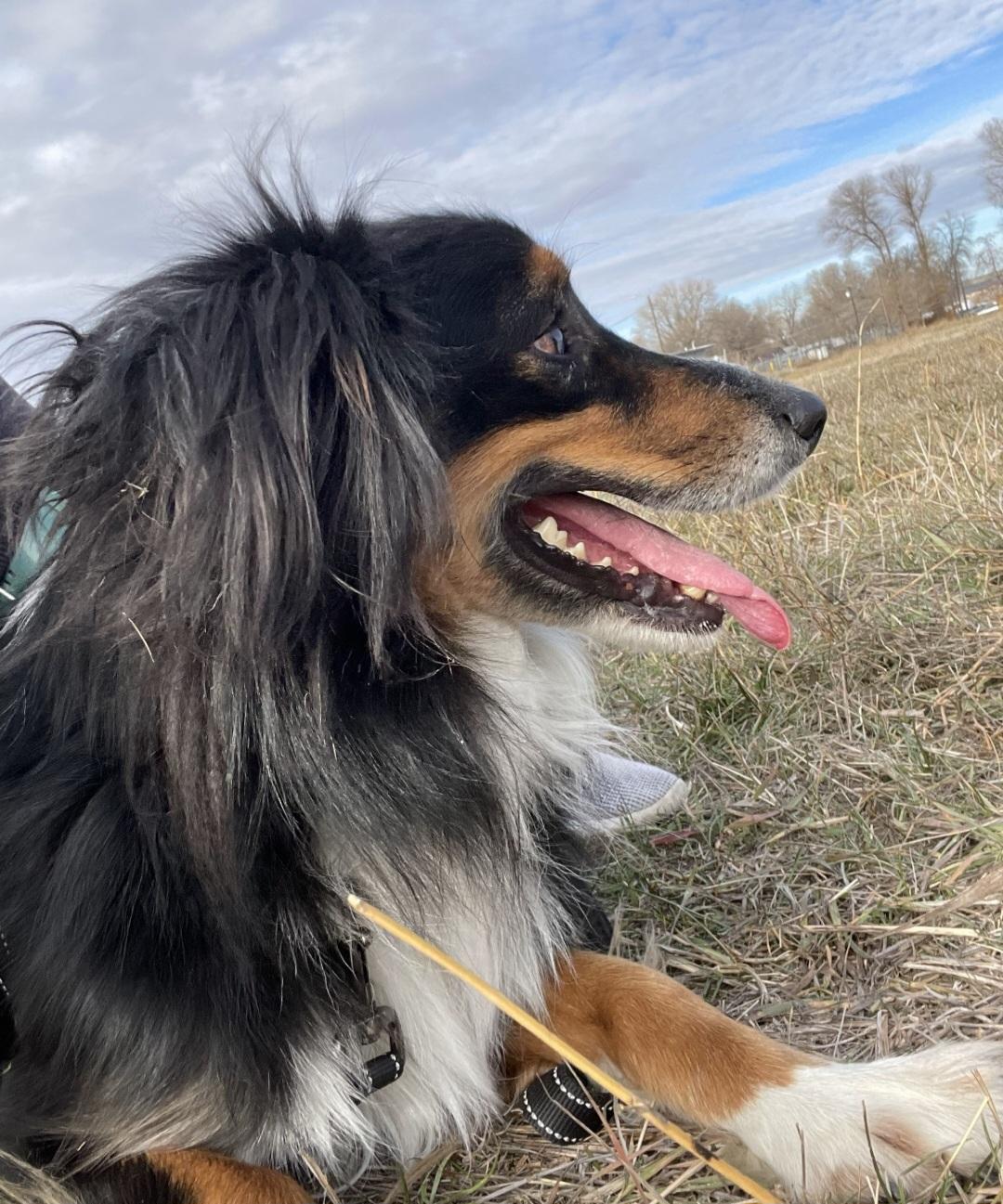 T-Jax, a Adoptable Australian Shepherd in Billings, MT image 3/3
