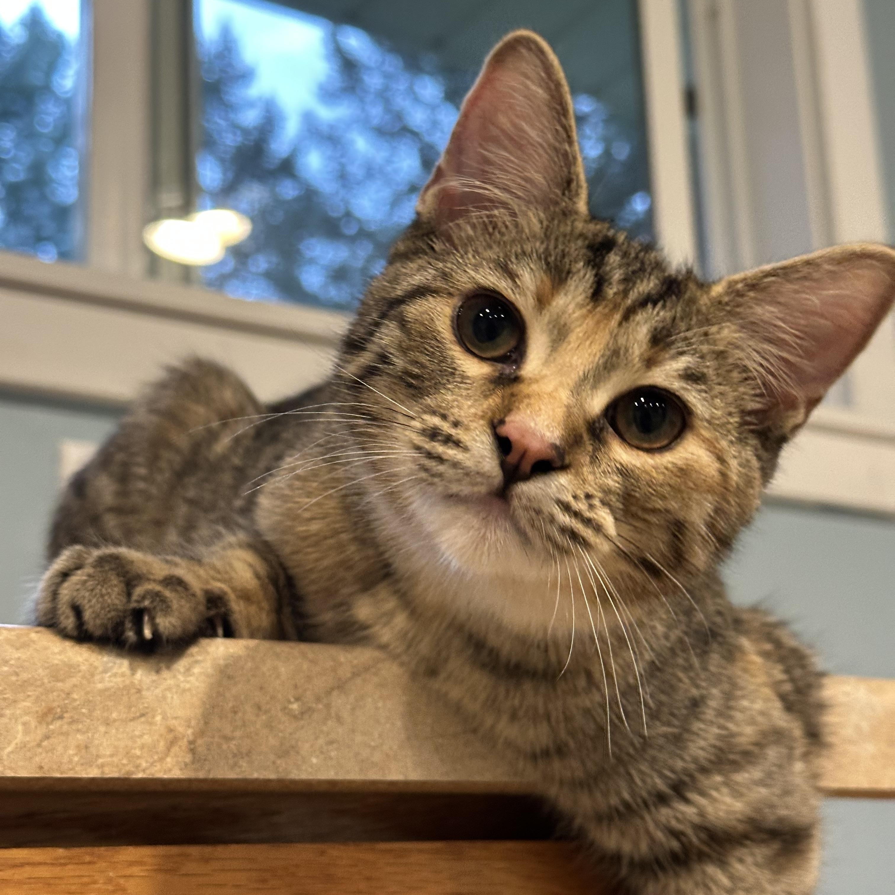 PUMPKIN, an adopted Domestic Short Hair in Puyallup, WA image 1/5