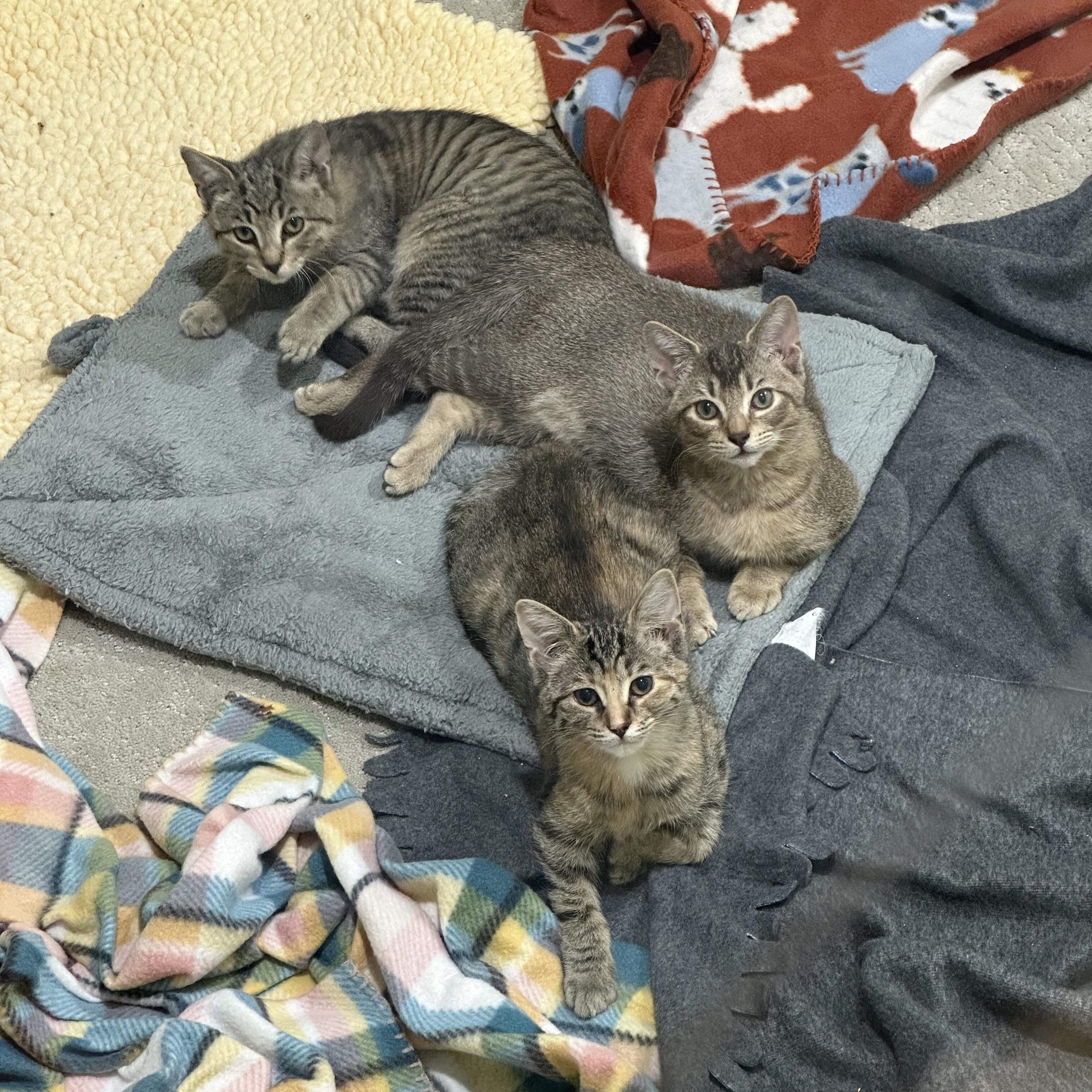 PUMPKIN, an adopted Domestic Short Hair in Puyallup, WA image 5/5