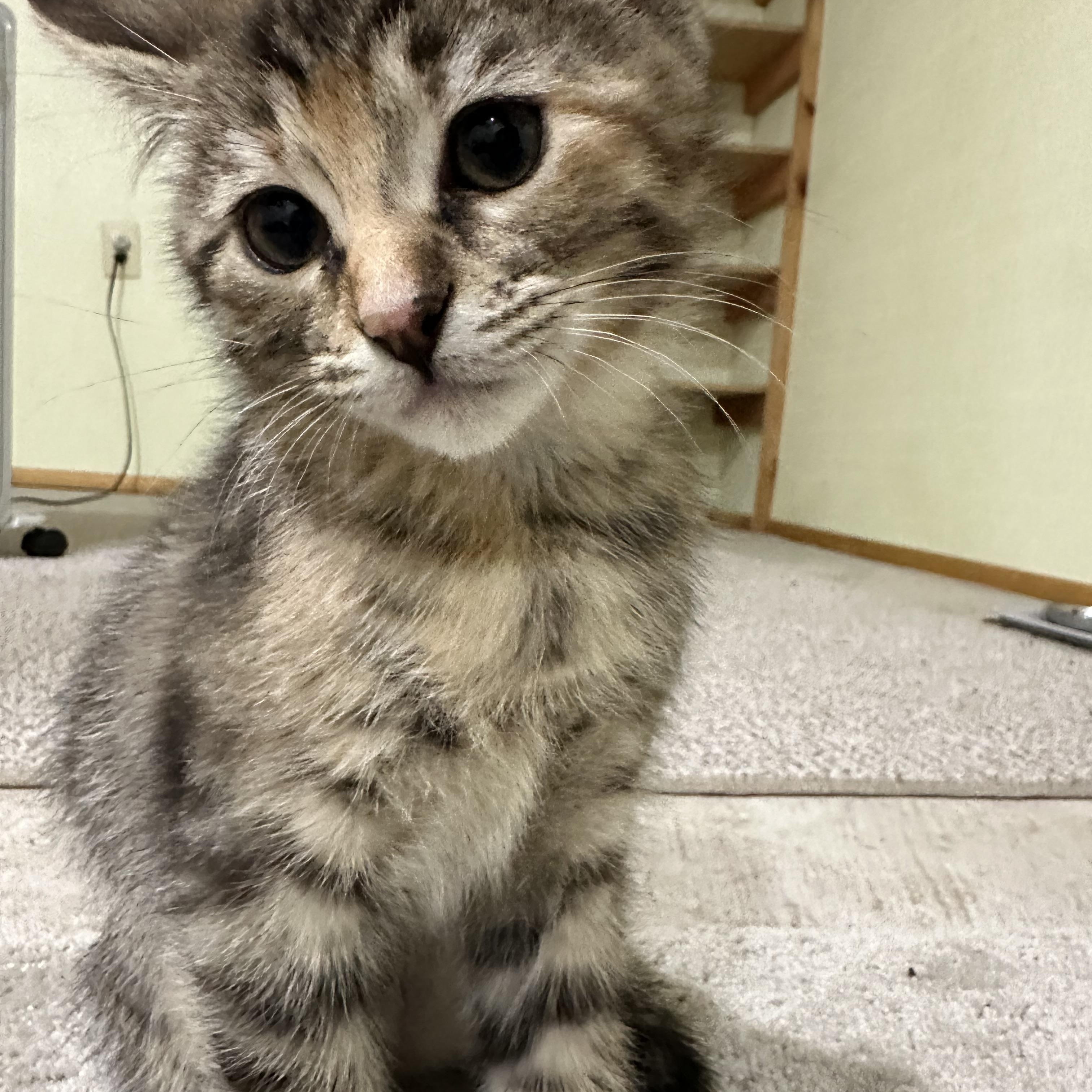 PUMPKIN, an adopted Domestic Short Hair in Puyallup, WA image 2/5