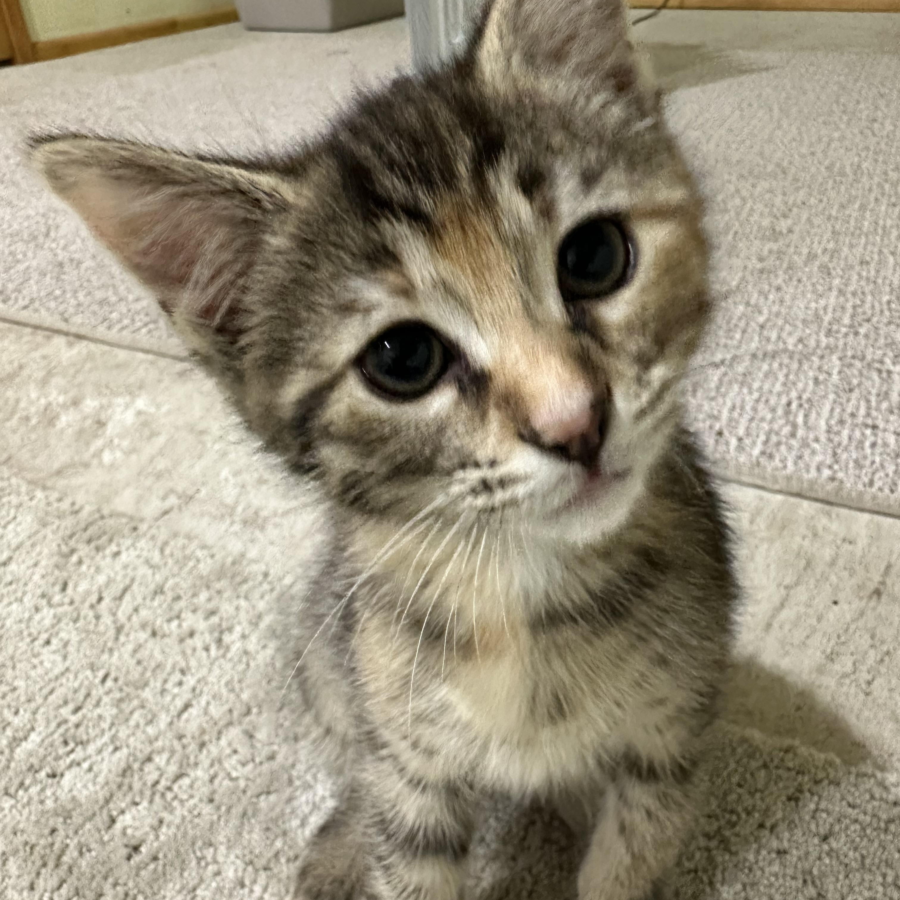 PUMPKIN, an adopted Domestic Short Hair in Puyallup, WA image 3/5