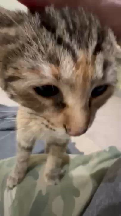 Enlarge PUMPKIN, an adopted Domestic Short Hair in Puyallup, WA video 4/5