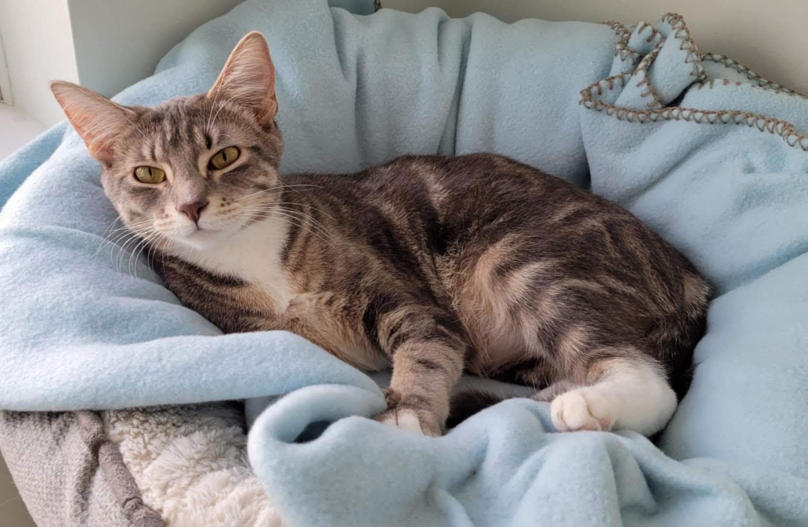 Enlarge Stormi, a Adoptable Domestic Short Hair in Chilliwack, BC image 1/1